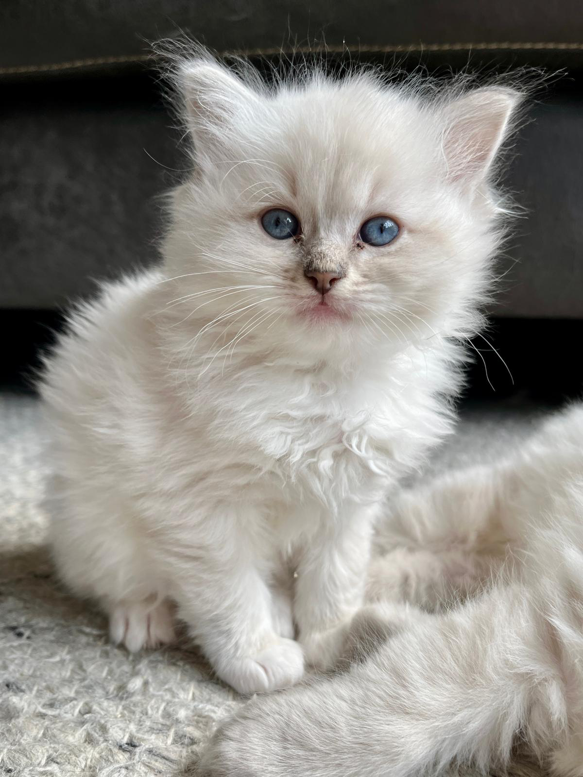 images/Kitten%20van%20de%20binnendijk%20Bleu%20Lynx%20Mittedpng.png#joomlaImage://local-images/Kitten van de binnendijk Bleu Lynx Mittedpng.png?width=1200&height=1600