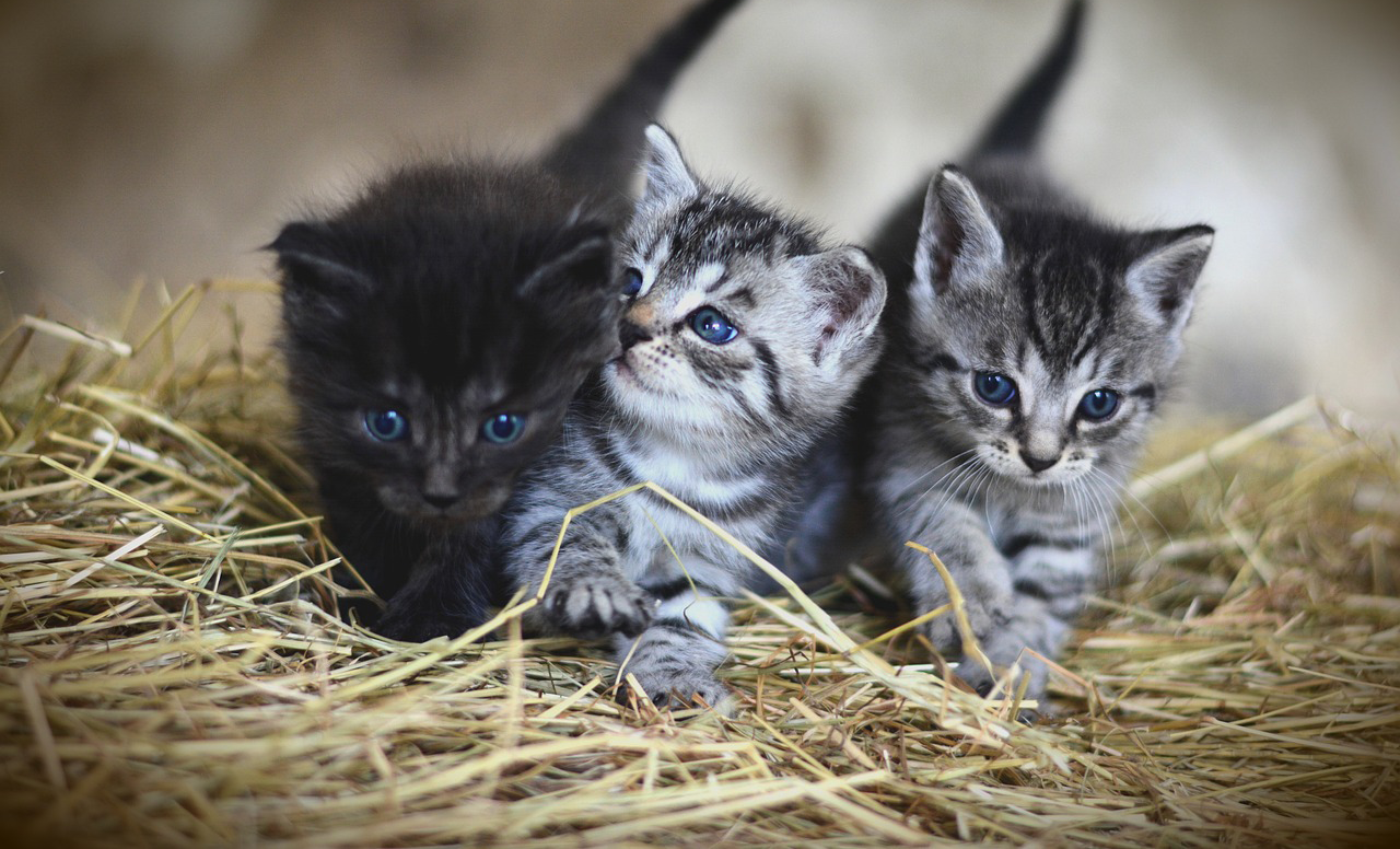 images/header-slideshow/kittens12.png#joomlaImage://local-images/header-slideshow/kittens12.png?width=1280&height=776