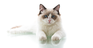 images/jonge%20ragdollbewerkt.png#joomlaImage://local-images/jonge ragdollbewerkt.png?width=300&height=157