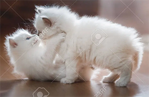 Ragdoll kittens